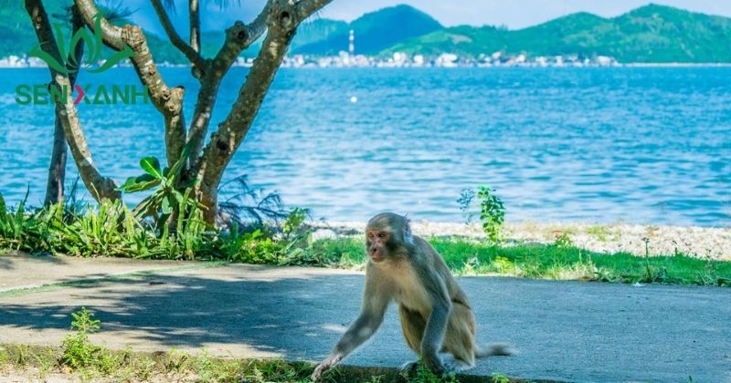 Đảo Khỉ nằm tr&ecirc;n vịnh Nha Phu, c&aacute;ch Nha Trang khoảng 15km